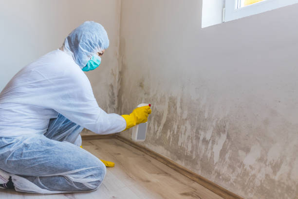 Black mold inspection in Seguin