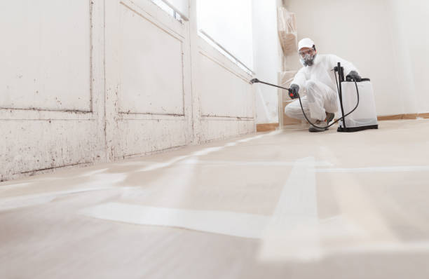 Black mold remediation team in Seguin
